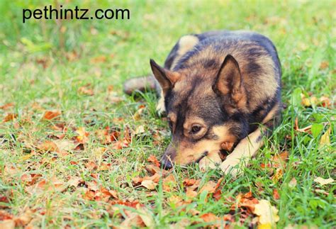 Benadryl Dosage For Dogs | Pet Hintz