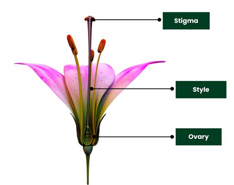 Which part of the pistil connects the stigma to the ovary?