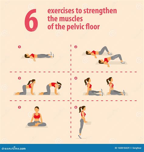 Exercises To Strengthen the Muscles of the Pelvic Floor Stock Illustration - Illustration of ...