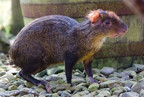 Azara's Agouti • Fun Facts & Information For Kids