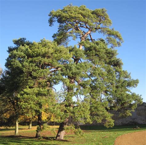 Scots Pine - Tree Guide UK - Scots Pine tree identification