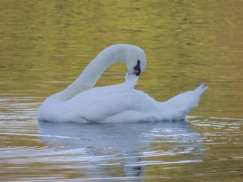 Premium Photo | Swan floating on lake