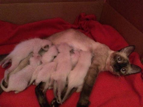 Adorable Applehead Siamese Kittens for Sale in Aberdeen, Pennsylvania ...