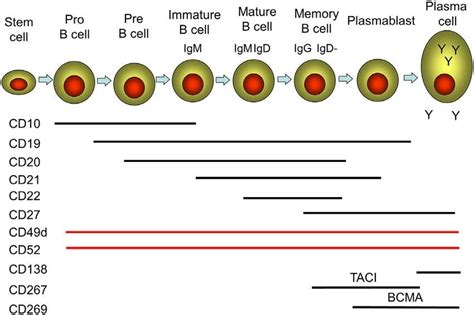 B lymphocytes cell Markers