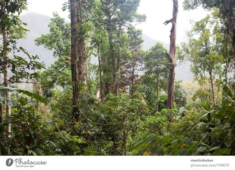 rainforest Environment - a Royalty Free Stock Photo from Photocase