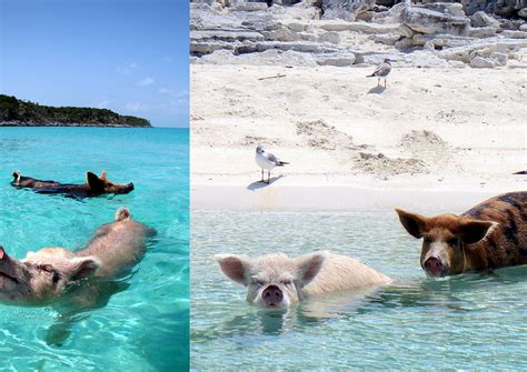 Big Major Cay, Bahamas. Una bienvenidad muy calurosa reciben los turistas por estos lindos ...