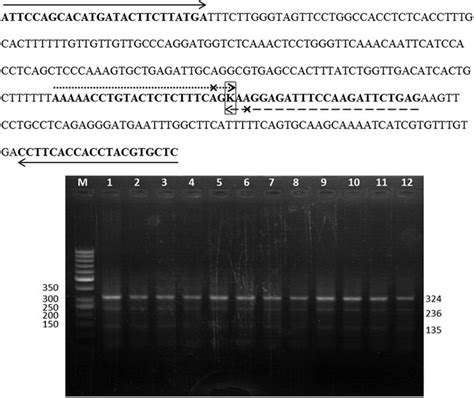 Presentation of tetraprimer ARMS PCR primers and results. The outer ...