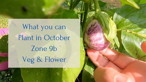 What you can Plant in October Veg & Fruit Zone 9b - YouTube