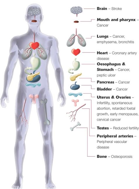 Major Organs Of The Human Body For Kids Human body anatomy | homeschool anatomy co-op ES ...