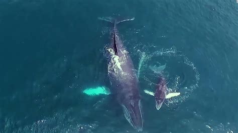 Mira el ritual de las ballenas jorobadas que llegan a Colombia a tener ...