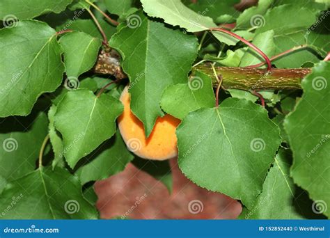 Apricot Tree with Ripe Fruit, Prunus Armeniaca Stock Photo - Image of leaves, deciduous: 152852440