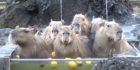 Gaze upon 7 capybaras chilling in a hot spring and find your moment of Zen