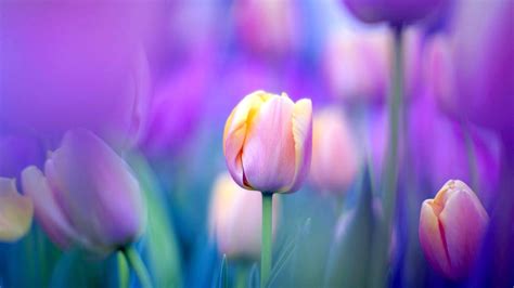 10 Top desktop wallpaper flowers tulips You Can Save It At No Cost ...