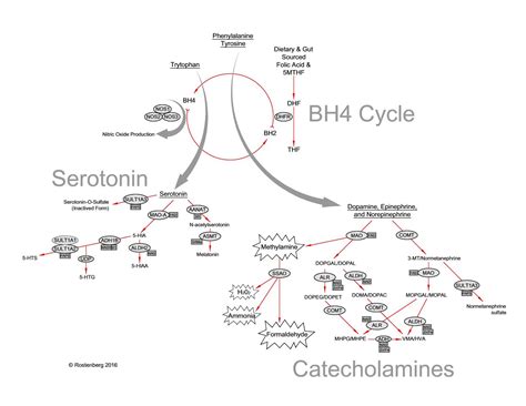 MTHFR and Depression – The Folate and BH4 Connection | Beyond MTHFR ...