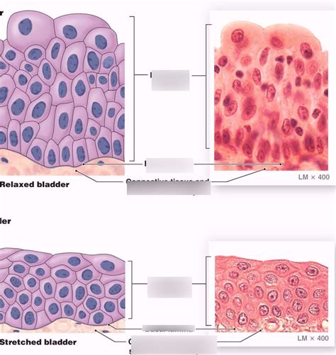 Transitional Epithelium Diagram | Quizlet