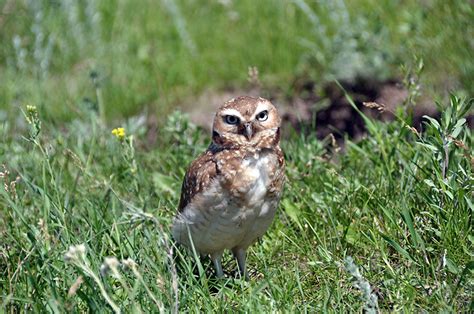 Burrowing owls down 96 per cent since 1987 – Brandon Sun