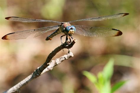 SPWE0096 | A dragonfly lights on a twig. | Virginia State Parks - Marketing Photos | Flickr