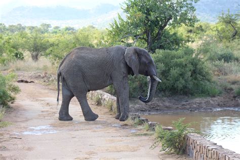 Pilanesberg Getaway Safari - 2 Day - Safari With Us