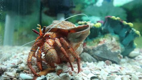 Choosing the Right Hermit Crab Tank Size - Fur, Wings, & Scaly Things