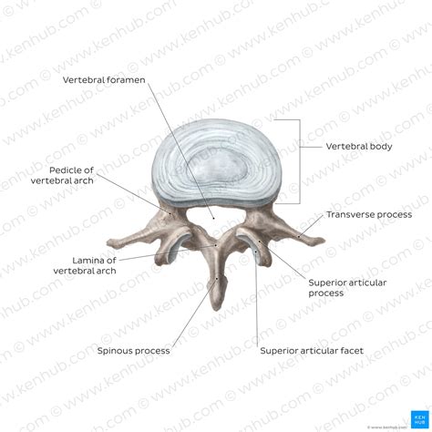 Lumbar Vertebrae: Anatomy Of The Bony Lumbar Spine Kenhub, 48% OFF