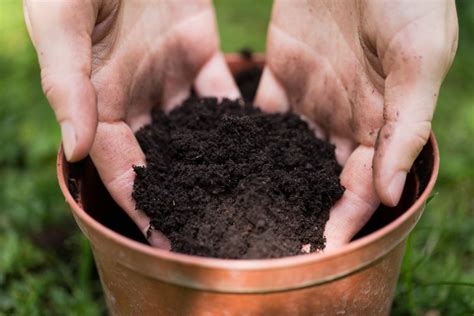 Potting Soil 101: How to Choose the Right Potting Mix for Your Plants ...