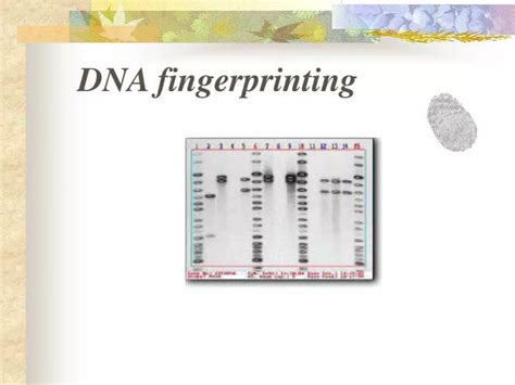 PPT - DNA fingerprinting PowerPoint Presentation, free download - ID:1062798