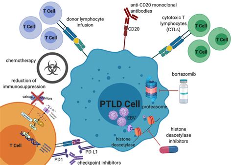 Mechanisms of treatment of EBV PTLD. Treatment options, which will all ...