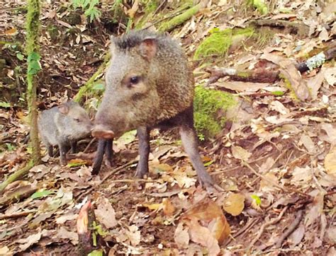 Surveillance - Panama Wildlife Conservation