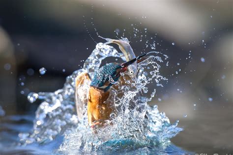 25 National Geographic-Worthy Photos of Kingfishers - 500px