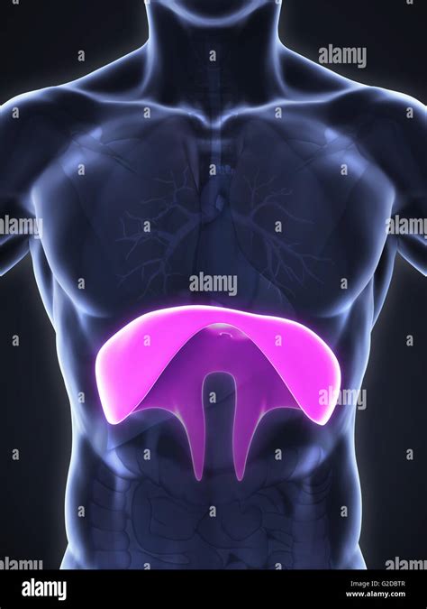 Human Diaphragm Anatomy Stock Photo - Alamy