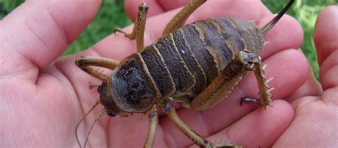 The Giant Weta | Critter Science