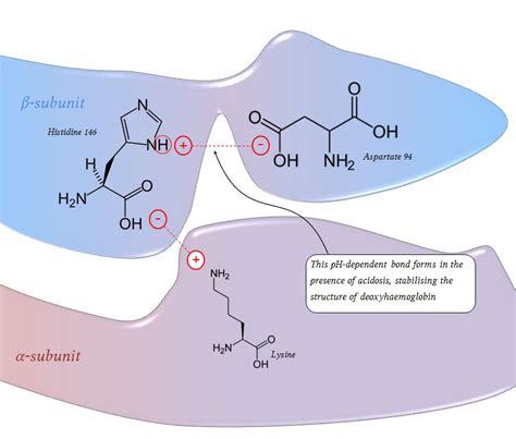 The Bohr Effect | Deranged Physiology