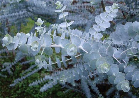 Baby Blue Eucalyptus - Inland Flower Market