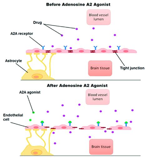 Effect of adenosine receptor agonists on the permeability of the ...