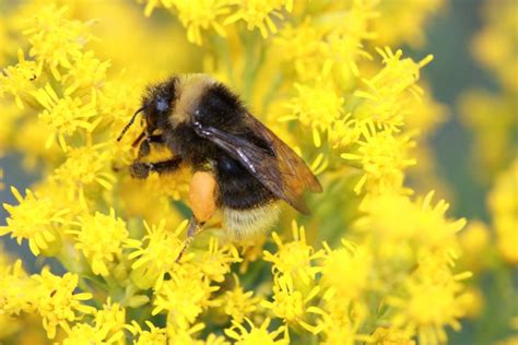 Bumblebee Species Possible Listings Further Threatens California Ag