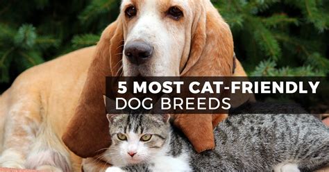 5 Most Cat Friendly Dog Breeds