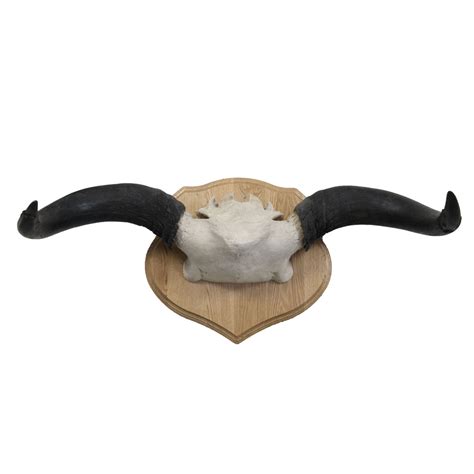 Yak Cap & Horns - Taxidermy Mounts for Sale and Taxidermy Trophies for Sale!