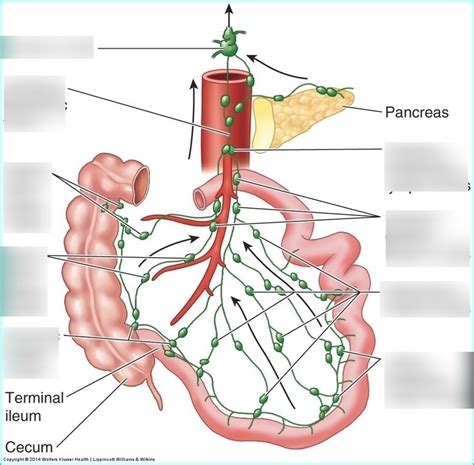 Mesentery Organ And Functions Preview Human Anatomy