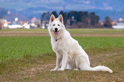 White Swiss Shepherd | Breed Information, Pictures & Facts