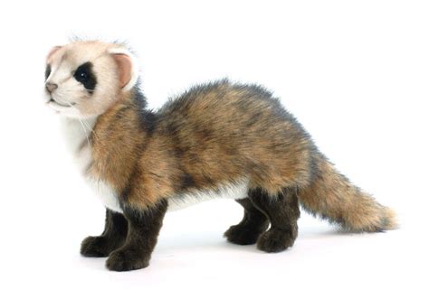 Plush Soft Toy Ferret By Hansa. 35cm. 4346: Amazon.co.uk: Toys & Games ...