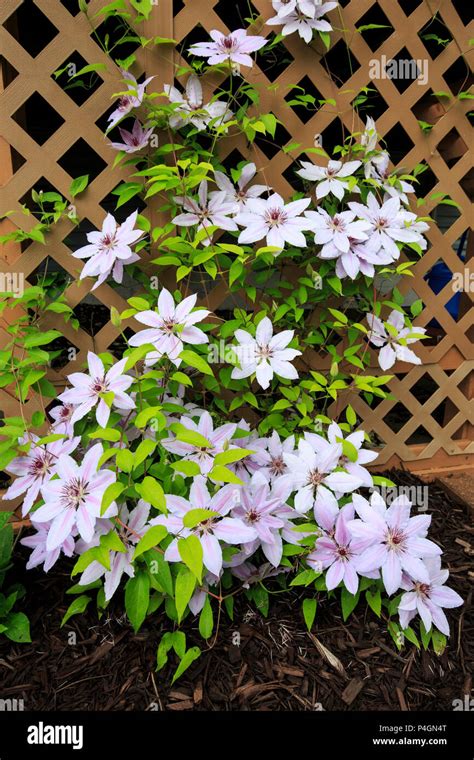 Trellis garden clematis hi-res stock photography and images - Alamy