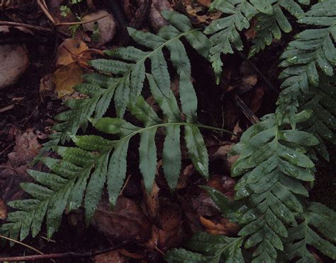 Polypodiaceae