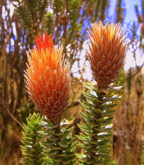 Ecuador (unofficial): chuquiragua, flower of the Andes / chuquiragua, chuquirahua, flor del ...