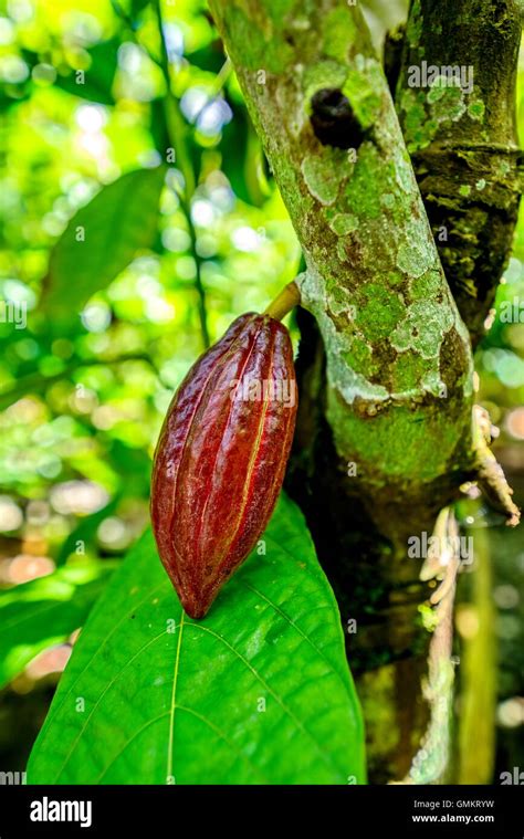 Cocoa pods on a cacao tree Stock Photo - Alamy