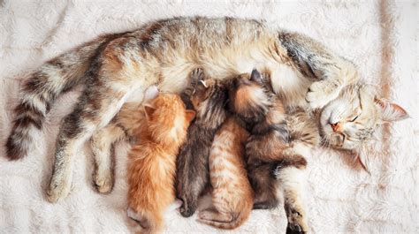 South Jersey Regional Animal Shelter: Don't take kittens from mother cat too soon