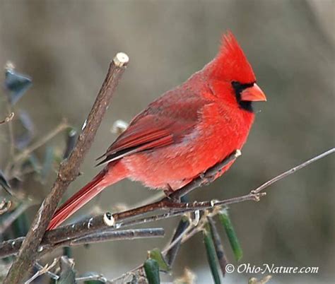 Northern Cardinal (Cardinalis cardinalis) Male ©NW Ohio Bird Pictures ...