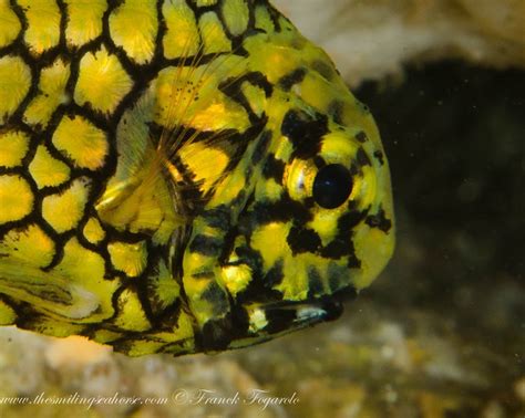 All About the Pinecone Fish - Diving liveaboard in Thailand and Myanmar