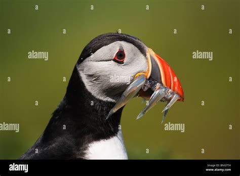 Puffin with Sand Eels Stock Photo - Alamy