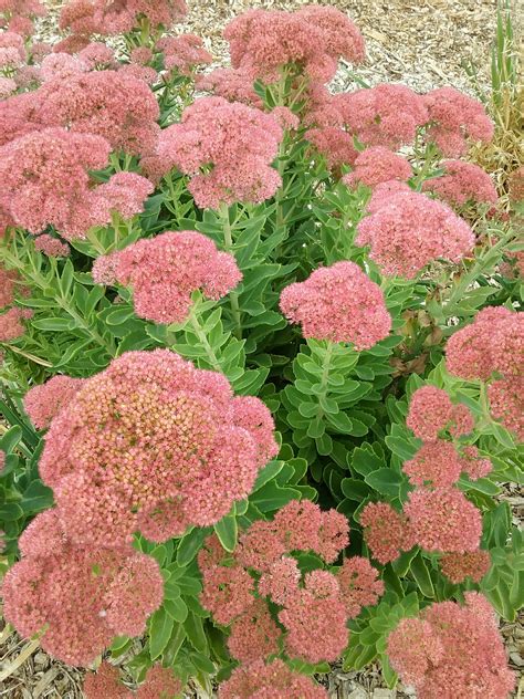 Sedum Autumn Joy Bare Rooted – Trigg Plants