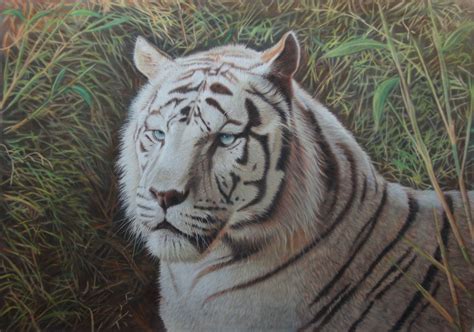 White Beauty An original framed pastel painting of a white Tiger. Size ...